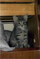 Kitten Aelita, 1995, St. Petersburg.jpg